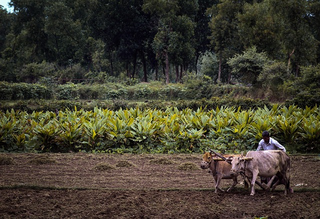Nepali farmers with Akabare peppers and Lapsi fruit